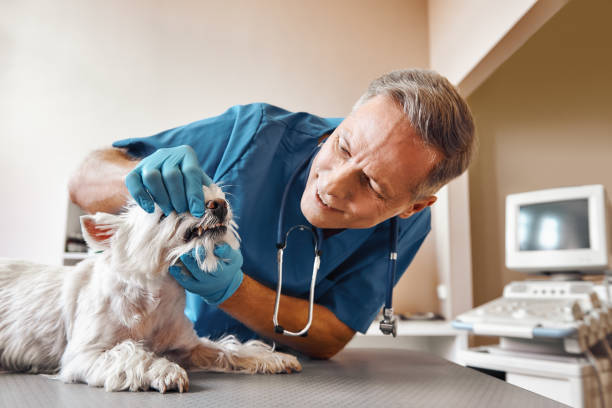 Best Urgent Dental Care in Palm Shores, FL